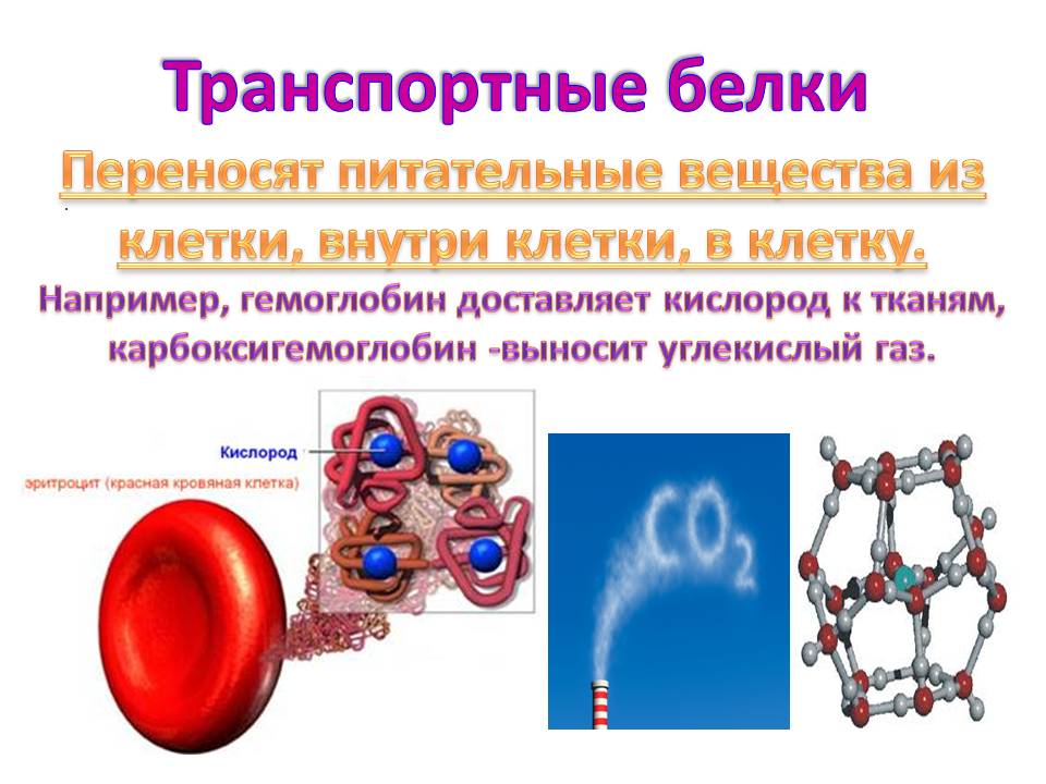 Транспортную функцию выполняет. Транспортная функция белков гемоглобин. Транспортные белки. Транспортная функция белка. Транспортные белки примеры.